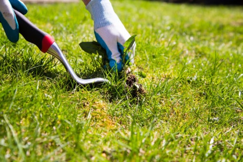 Improve Your Trees’ Fruit Bearing Potential