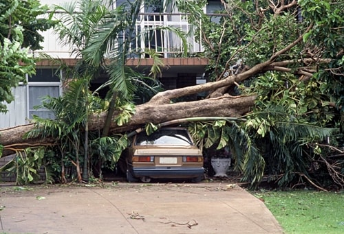 Tips To Minimize Storm Damage Caused By Trees
