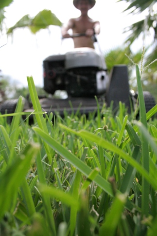 Six Essential Summer Lawn Care Tips