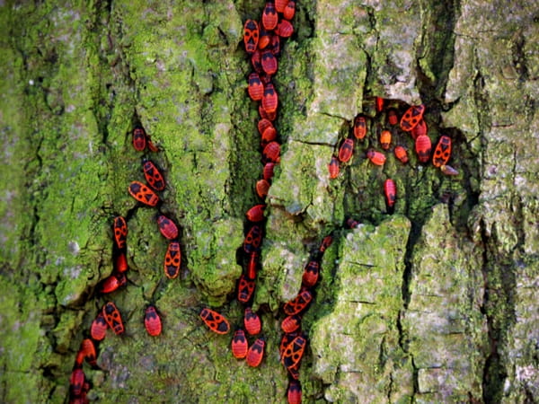 Safe and Effective Ways to Control Tree Pests