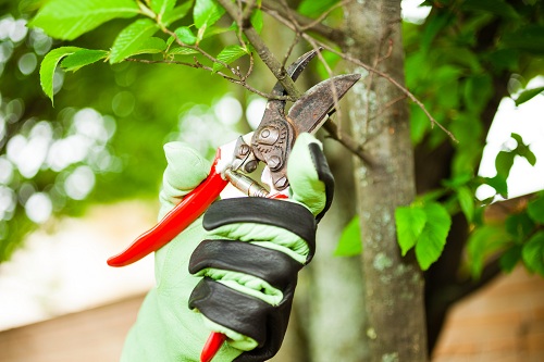 Five Tree Care Mistakes