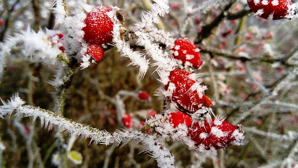 Tips for Winterizing Fruit Trees