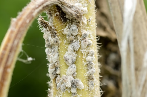 Protect Your Trees from Winter Pests