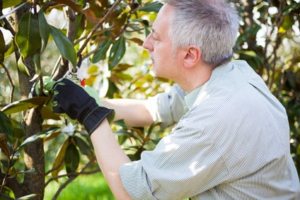 Reasons to Prune your Trees