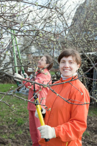 The Right Time in Pruning Apple Trees