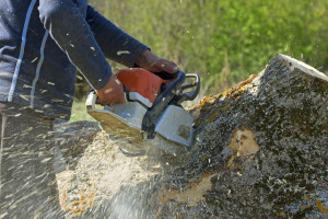 3 DIY Tree Stump Removal Techniques For Stumps Of All Sizes