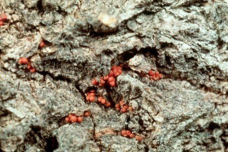 Things to Know About Canadian Nectria Canker Tree Disease