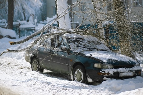 5 Ways Winter Storms Can Damage Your Trees, And What You Can Do About It