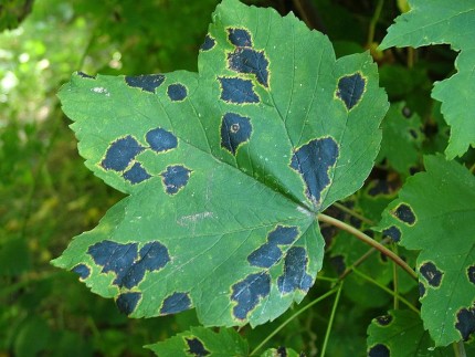 What Maple Tree Disease Is and How To Control It