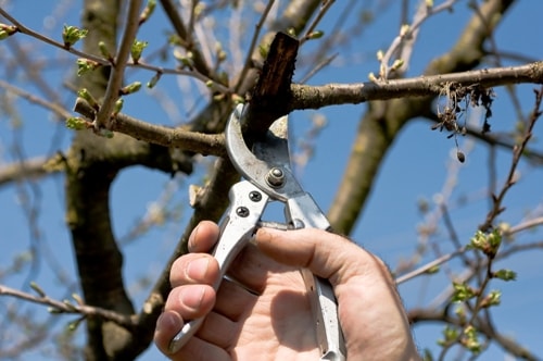 Six Reasons for Tree Pruning
