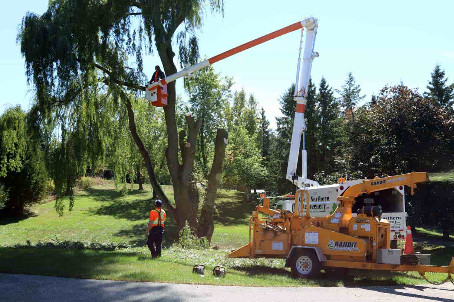 Deter Dutch Elm Disease from Torturing Your Trees
