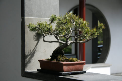 5 Steps to Growing a Bonsai Tree