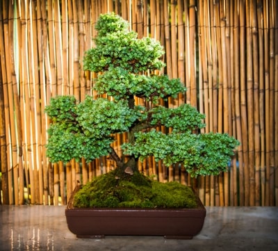 5 Steps to Growing a Bonsai Tree