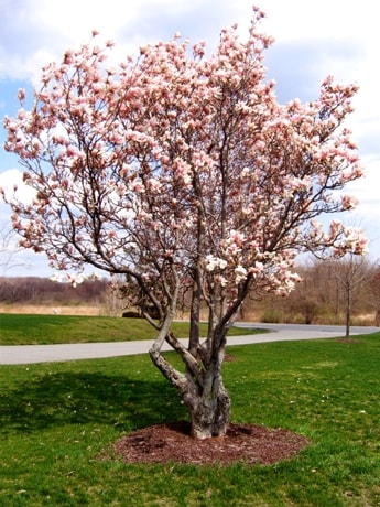 5 Perfect Trees for Planting in Your Yard