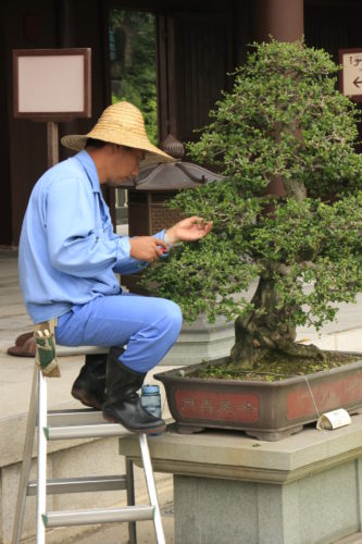 5 Steps To Growing A Bonsai Tree | Great Northern Regreenery