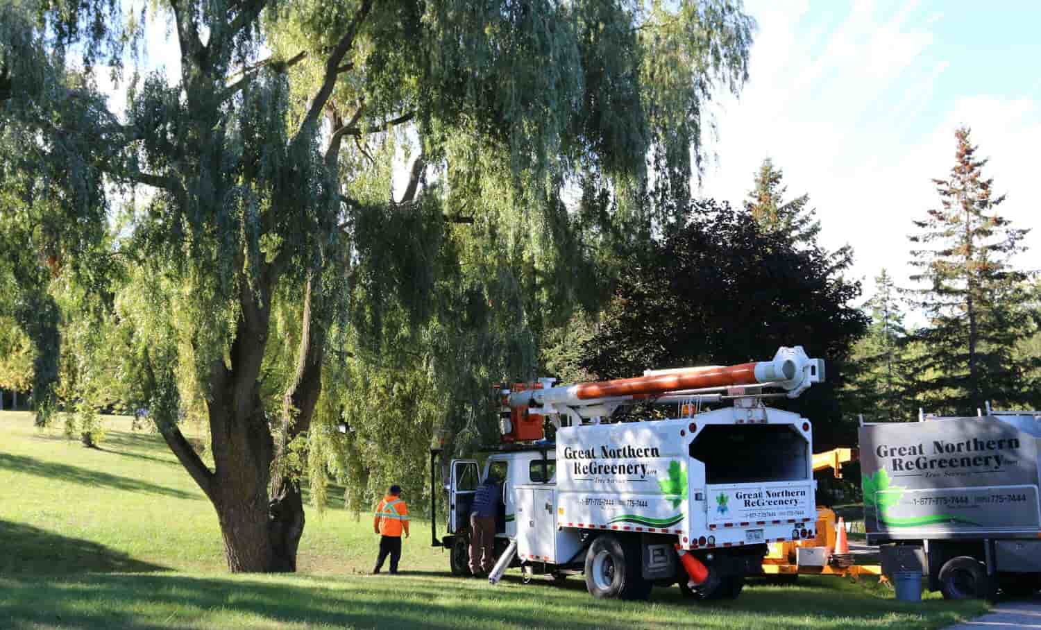 Deter Dutch Elm Disease from Torturing Your Trees