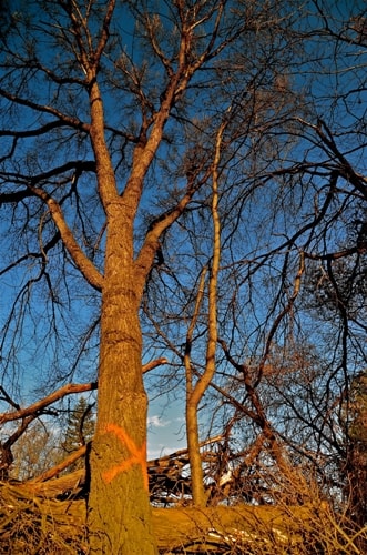 Tree Stewardship: Managing Dutch Elm Disease