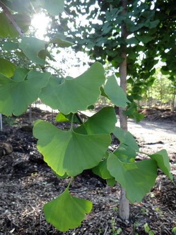 Why The Gingko Tree Has an Awful Autumn Aroma