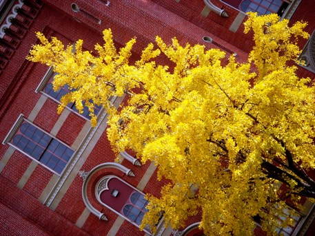 Why The Gingko Tree Has an Awful Autumn Aroma