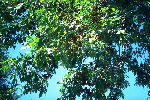 Spot Symptoms of Tree-Destroying Pests