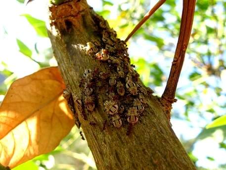 Spot Symptoms of Tree-Destroying Pests