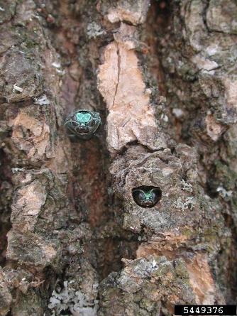 Signs a Tree Has Been Infested by the Emerald Ash Borer