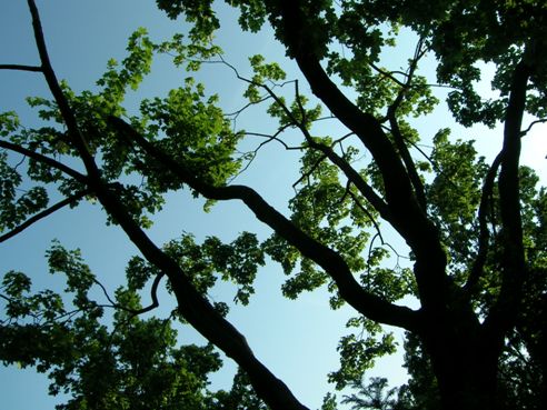 Healthy Oak Tree Tips