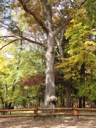 Healthy Oak Tree Tips