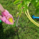 Five Tree Care Mistakes5