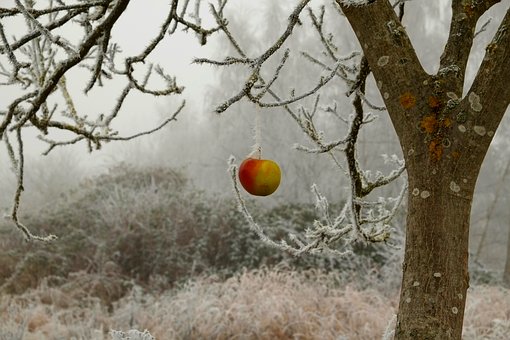 Winterize fruit trees mid south