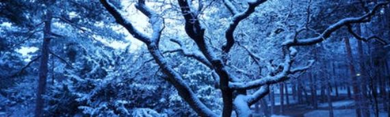 How Snow Causes Tree Damage
