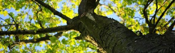 “Code Green” — How to Identify Hazardous Trees
