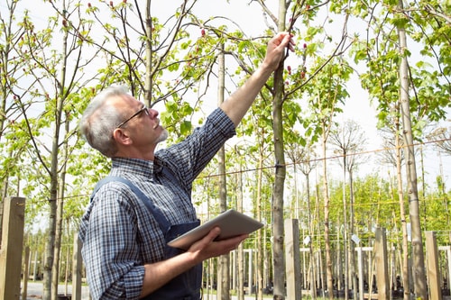 Tips for Inspecting Your Tree 
