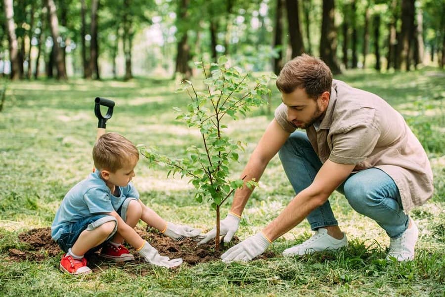 Top Tree Care Tips for Summer