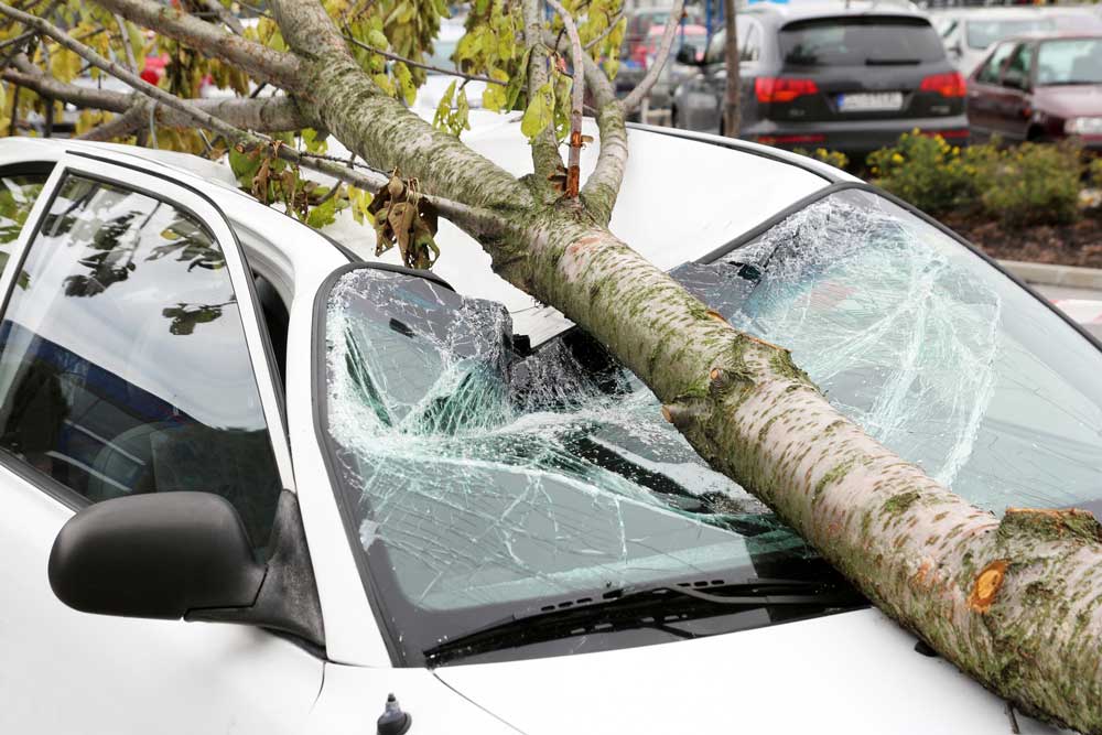 tree fall on car