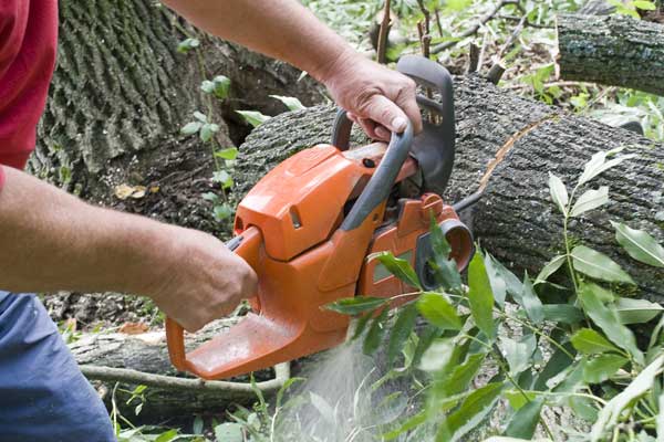 DIY-tree-care-hazards