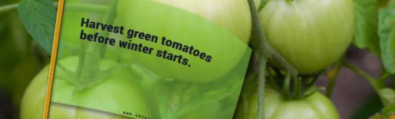 Green Tomatoes: To Pick or Not to Pick Recipes and Ideas for Your Unripe Bounty