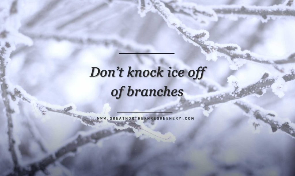 Don’t knock ice off of branches