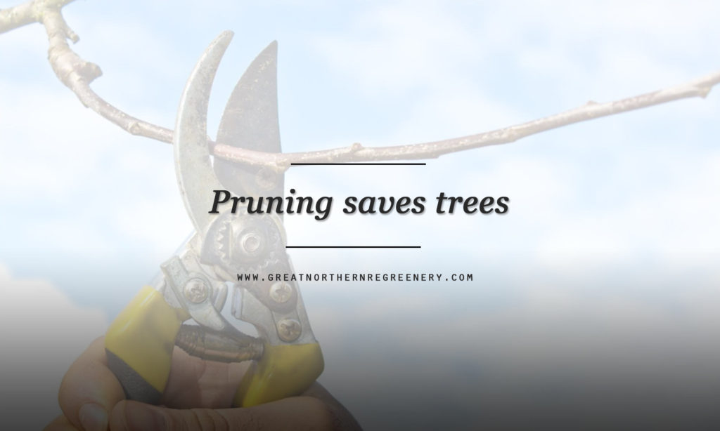 Pruning saves trees