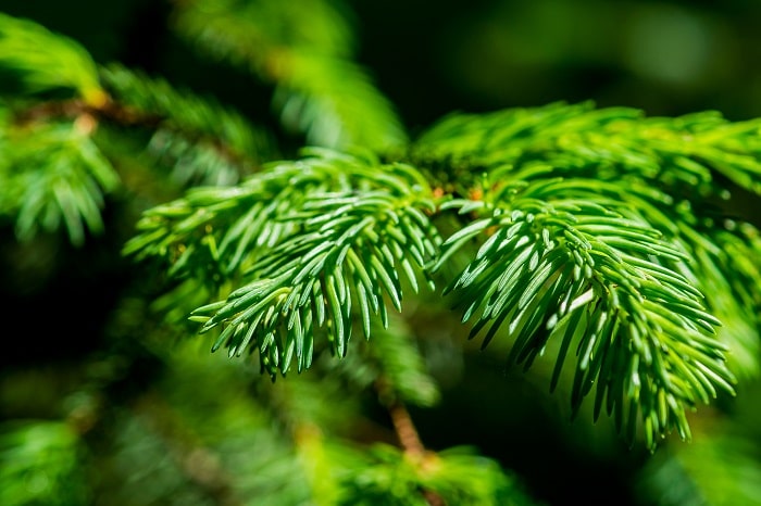 Spruce needles have four sides.