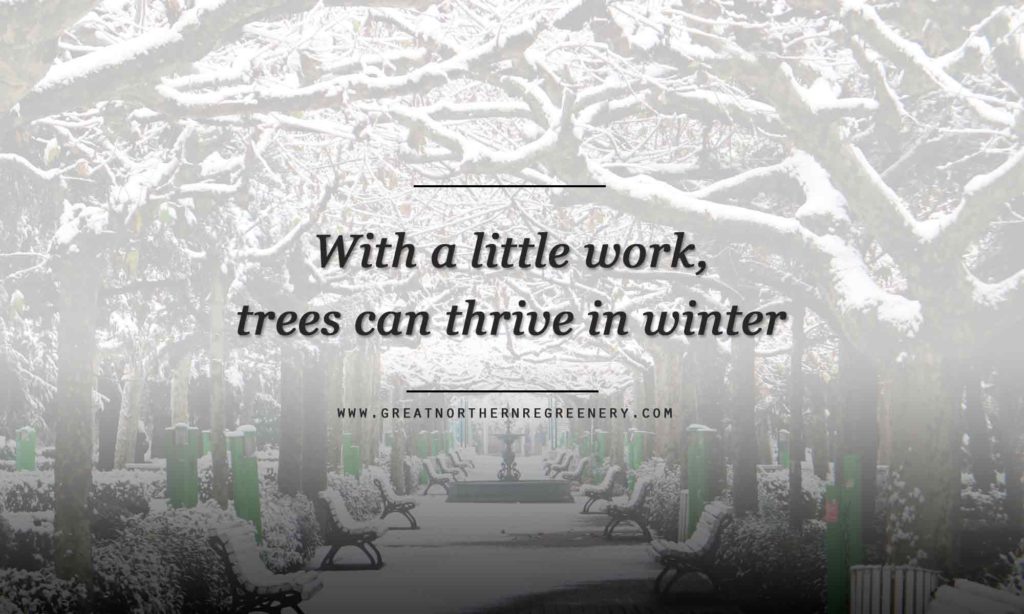 With a little work, trees can thrive in winter