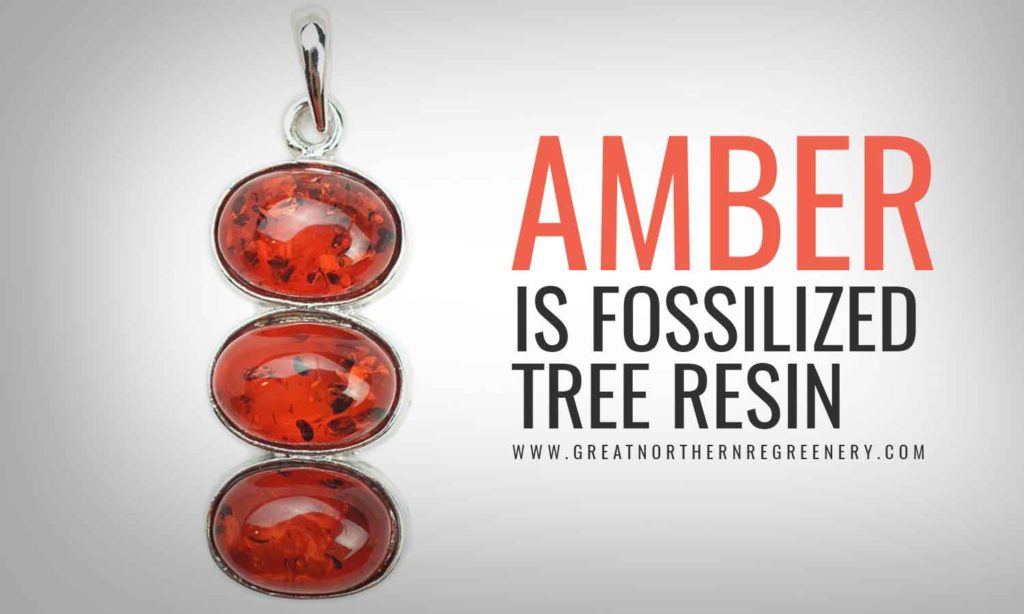 Amber is fossilized tree resin