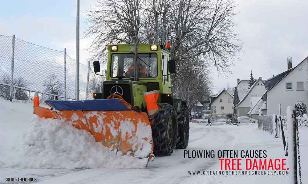 Plowing often causes tree damage