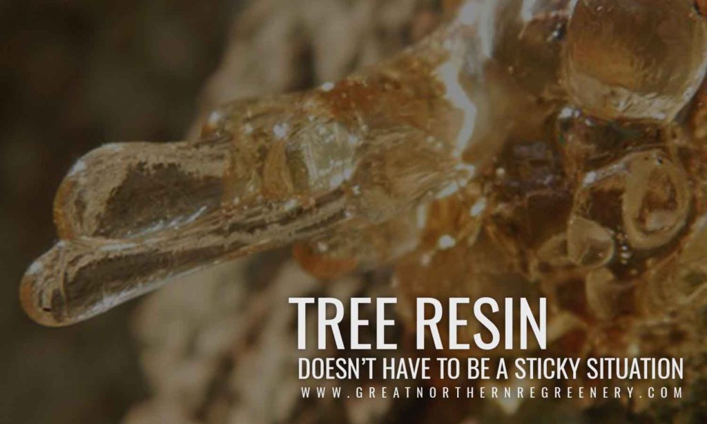 Tree resin doesn’t have to be a sticky situation