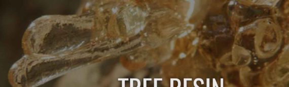 Christmas Tree Resin – How To Use It And Remove It