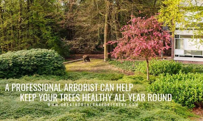 A professional arborist can help keep your trees healthy all year round