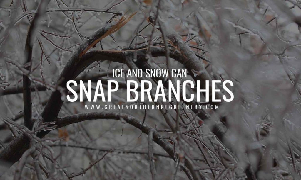 Ice and snow can snap branches