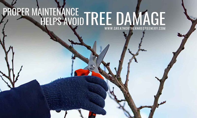 Proper maintenance helps avoid tree damage