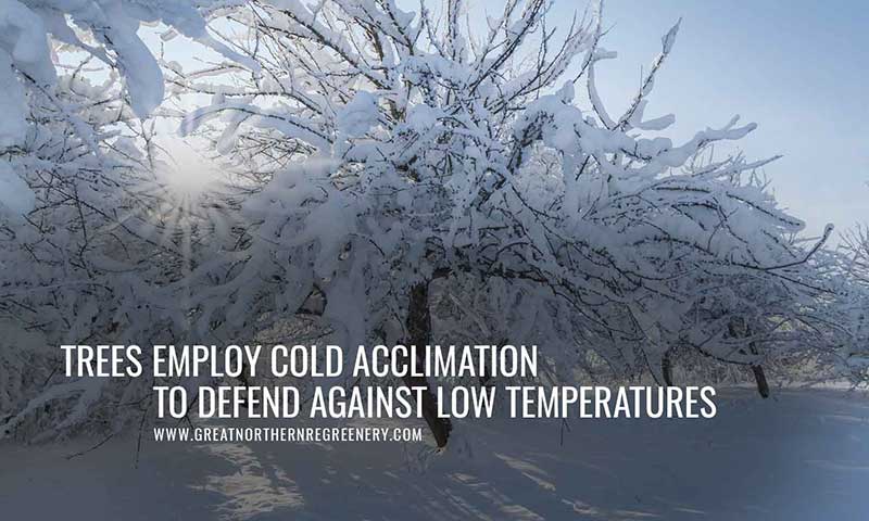 Trees employ cold acclimation to defend against low temperatures