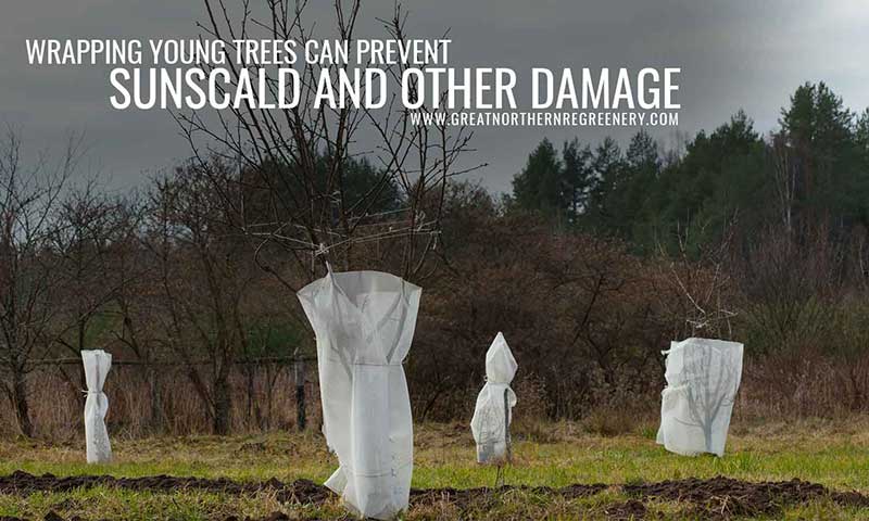 Wrapping young trees can prevent sunscald and other damage